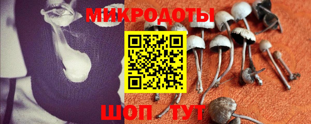 Псилоцибиновые грибы Psilocybine cubensis Георгиевск